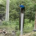 Peacock on top of the situation