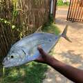 A fish bought from a fisherboat on the beach